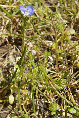 Veronica acinifolia \ Steinquendel-Ehrenpreis, Drsiger Ehrenpreis / French Speedwell, Korsika/Corsica Calacuccia 27.5.2010
