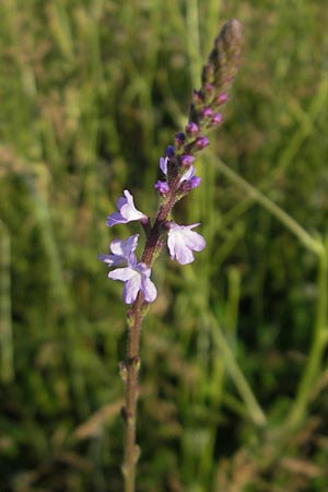 Verbena officinalis \ Gewhnliches Eisenkraut / Vervain, Korsika/Corsica Bastia 3.6.2010
