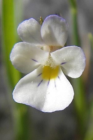 Viola kitaibeliana \ Kleines Stiefmtterchen / Dwarf Pansy, Korsika/Corsica Restonica 26.5.2010