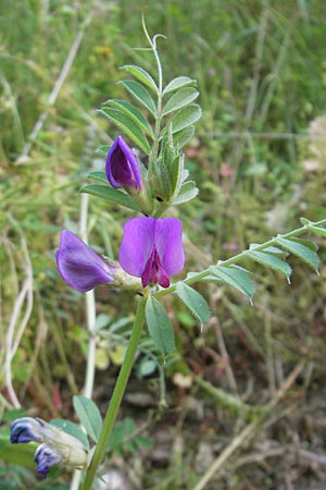 Vicia segetalis \ Korn-Wicke, Getreide-Wicke / Narrow-Leaved Common Vetch, Korsika/Corsica Corte 26.5.2010