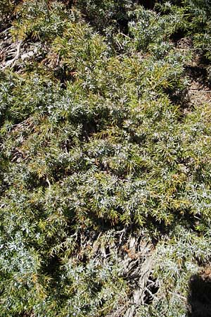 Juniperus communis subsp. nana \ Zwerg-Wacholder / Alpine Juniper, Korsika/Corsica Monte Cinto 25.5.2010