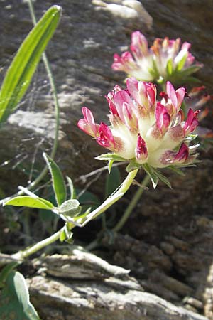 Anthyllis vulneraria subsp. praepropera \ Roter Wundklee / Red Kidney Vetch, Korsika/Corsica Col de Teghime 23.5.2010