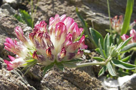 Anthyllis vulneraria subsp. praepropera \ Roter Wundklee / Red Kidney Vetch, Korsika/Corsica Col de Teghime 23.5.2010