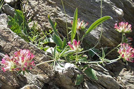 Anthyllis vulneraria subsp. praepropera \ Roter Wundklee / Red Kidney Vetch, Korsika/Corsica Col de Teghime 23.5.2010