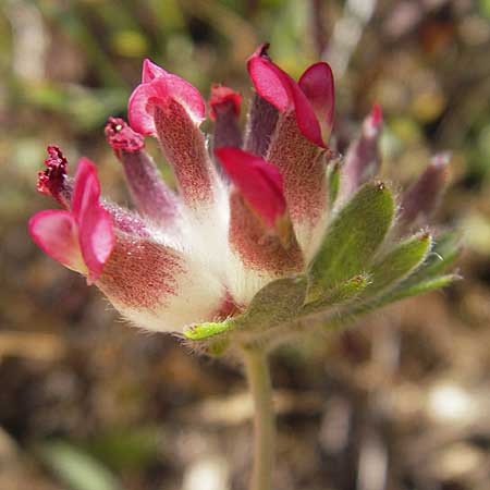 Anthyllis vulneraria subsp. praepropera \ Roter Wundklee / Red Kidney Vetch, Korsika/Corsica Bonifacio 1.6.2010