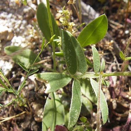 Anthyllis vulneraria subsp. praepropera \ Roter Wundklee / Red Kidney Vetch, Korsika/Corsica Bonifacio 1.6.2010