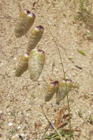 Briza maxima \ Groes Zittergras / Large Quaking Grass, Korsika/Corsica L'Ile-Rousse 24.5.2010