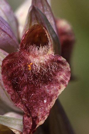 Serapias cordigera x nurrica, Korsika/Corsica,  Suartone 18.4.2001 (Photo: Helmut Presser)