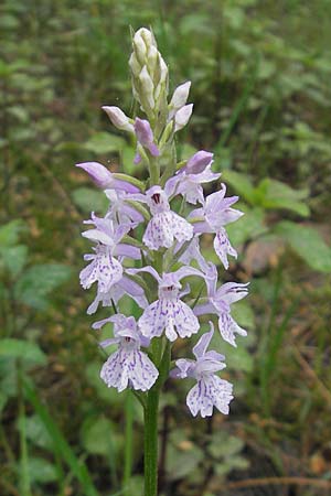 Dactylorhiza saccifera \ Langährige Fingerwurz, Langähriges Knabenkraut / Sack-Carrying Orchid, Korsika/Corsica,  Zonza 2.6.2010 