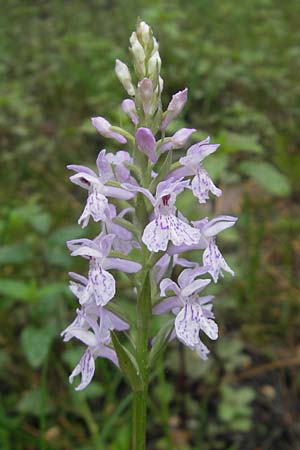 Dactylorhiza saccifera \ Langährige Fingerwurz, Langähriges Knabenkraut / Sack-Carrying Orchid, Korsika/Corsica,  Zonza 2.6.2010 