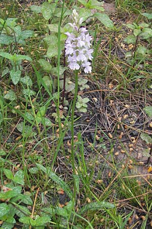 Dactylorhiza saccifera \ Langährige Fingerwurz, Langähriges Knabenkraut / Sack-Carrying Orchid, Korsika/Corsica,  Zonza 2.6.2010 