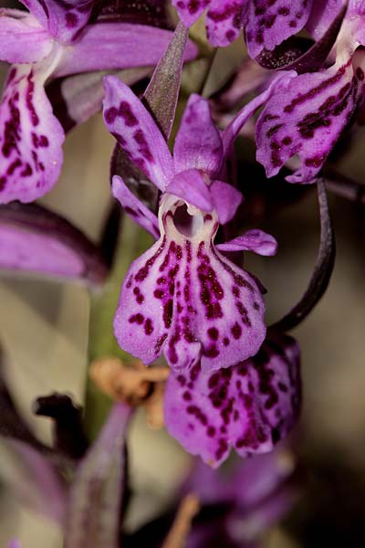 Dactylorhiza saccifera x sambucina, Korsika/Corsica,   31.5.2015 (Photo: Thomas Vallotton)
