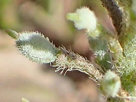 Alyssum siculum \ Sizilianisches Steinkraut / Sicilian Alison, Kreta/Crete Arhanes, Jouhtas 30.3.2015