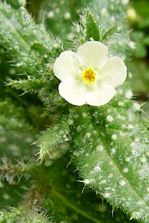 Lycopsis aegyptiaca \ Gelbe Ochsenzunge / Egyptian Alkanet, Eastern Anchusa, Kreta/Crete Zakros - Schlucht / Gorge 8.4.2015