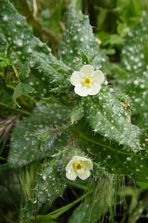 Lycopsis aegyptiaca \ Gelbe Ochsenzunge / Egyptian Alkanet, Eastern Anchusa, Kreta/Crete Zakros - Schlucht / Gorge 8.4.2015