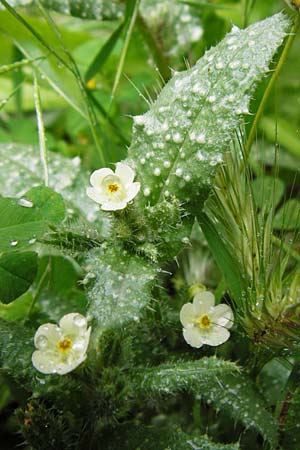 Lycopsis aegyptiaca \ Gelbe Ochsenzunge / Egyptian Alkanet, Eastern Anchusa, Kreta/Crete Zakros - Schlucht / Gorge 8.4.2015