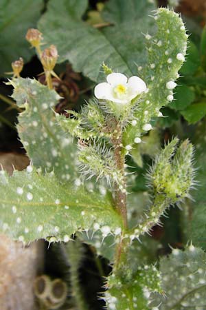 Lycopsis aegyptiaca \ Gelbe Ochsenzunge / Egyptian Alkanet, Eastern Anchusa, Kreta/Crete Moni Kapsa 10.4.2015