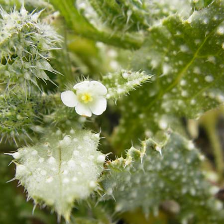 Lycopsis aegyptiaca \ Gelbe Ochsenzunge / Egyptian Alkanet, Eastern Anchusa, Kreta/Crete Moni Kapsa 10.4.2015