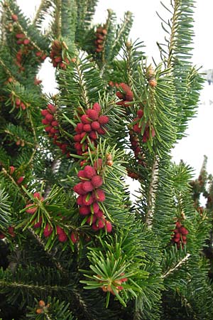 Abies cephalonica \ Griechische Tanne / Grecian Fir, Kreta/Crete Mesa Lasithi 7.4.2015