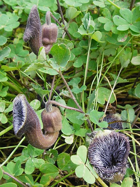 Aristolochia cretica \ Kretische Osterluzei / Cretan Birthwort, Kreta/Crete Preveli Strand/Beach 3.4.2015