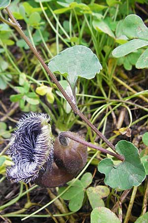 Aristolochia cretica \ Kretische Osterluzei / Cretan Birthwort, Kreta/Crete Preveli Strand/Beach 3.4.2015