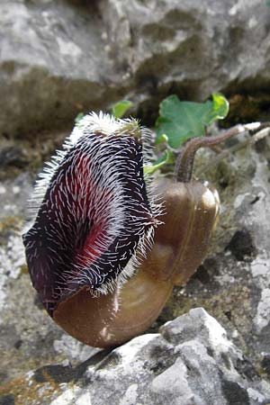 Aristolochia cretica \ Kretische Osterluzei / Cretan Birthwort, Kreta/Crete Preveli Strand/Beach 3.4.2015