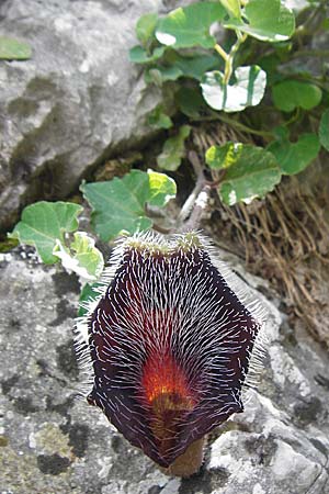 Aristolochia cretica \ Kretische Osterluzei / Cretan Birthwort, Kreta/Crete Preveli Strand/Beach 3.4.2015