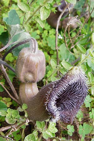 Aristolochia cretica \ Kretische Osterluzei / Cretan Birthwort, Kreta/Crete Zakros - Schlucht / Gorge 8.4.2015