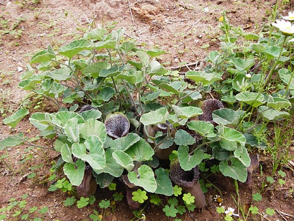 Aristolochia cretica \ Kretische Osterluzei / Cretan Birthwort, Kreta/Crete Zakros - Schlucht / Gorge 8.4.2015
