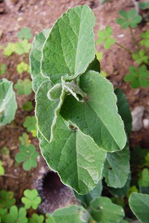 Aristolochia cretica \ Kretische Osterluzei / Cretan Birthwort, Kreta/Crete Zakros - Schlucht / Gorge 8.4.2015