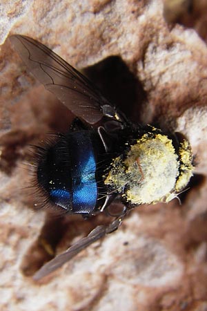 Aristolochia cretica \ Kretische Osterluzei / Cretan Birthwort, Kreta/Crete Zakros - Schlucht / Gorge 8.4.2015