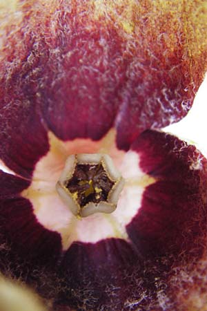 Aristolochia cretica \ Kretische Osterluzei / Cretan Birthwort, Kreta/Crete Zakros - Schlucht / Gorge 8.4.2015