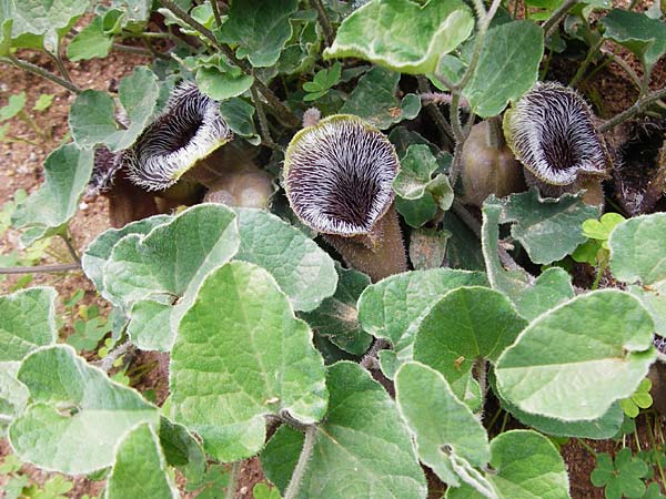 Aristolochia cretica \ Kretische Osterluzei / Cretan Birthwort, Kreta/Crete Zakros - Schlucht / Gorge 8.4.2015
