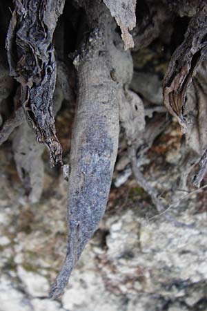 Asphodelus ramosus \ �stiger Affodill / Branched Asphodel, Kreta/Crete Choudetsi 1.4.2015