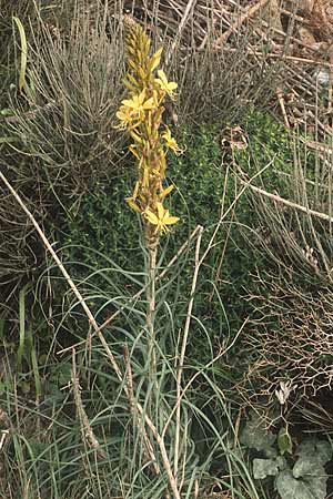 Asphodeline lutea \ Junkerlilie, Gelber Affodill / Yellow Asphodel, Kreta/Crete Thripti 8.4.1990