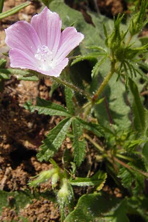 Malva cretica \ Kretische Malve / Mediterranean Mallow, Kreta/Crete Preveli 3.4.2015