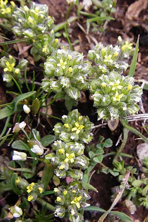 Alyssum minutum \ Kleines Steinkraut / Small Alison, Kreta/Crete Ideon Andron 2.4.2015
