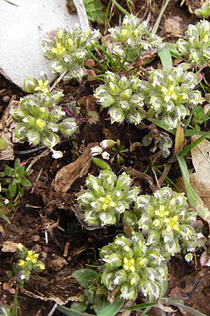 Alyssum minutum \ Kleines Steinkraut / Small Alison, Kreta/Crete Ideon Andron 2.4.2015
