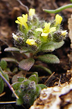 Alyssum minutum \ Kleines Steinkraut / Small Alison, Kreta/Crete Ideon Andron 2.4.2015