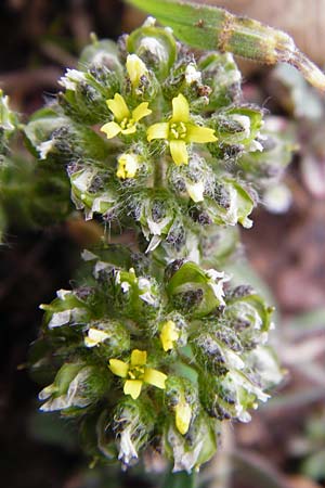 Alyssum minutum \ Kleines Steinkraut / Small Alison, Kreta/Crete Ideon Andron 2.4.2015