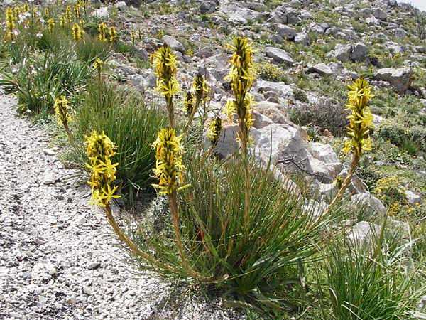 Asphodeline lutea \ Junkerlilie, Gelber Affodill / Yellow Asphodel, Kreta/Crete Preveli 3.4.2015