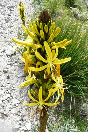 Asphodeline lutea \ Junkerlilie, Gelber Affodill / Yellow Asphodel, Kreta/Crete Preveli 3.4.2015