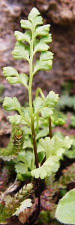 Anogramma leptophylla \ D�nnbl�ttriger Nacktfarn / Jersey Fern, Kreta/Crete Aradena - Schlucht / Gorge 4.4.2015