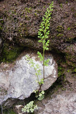 Anogramma leptophylla \ D�nnbl�ttriger Nacktfarn / Jersey Fern, Kreta/Crete Aradena - Schlucht / Gorge 4.4.2015