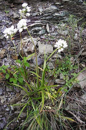 Allium longanum \ Longas Lauch / Longa's Garlic, Kreta/Crete Vai 9.4.2015