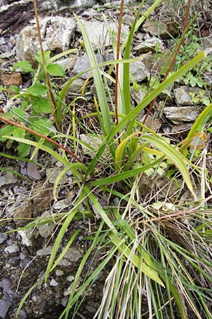 Allium longanum \ Longas Lauch / Longa's Garlic, Kreta/Crete Vai 9.4.2015