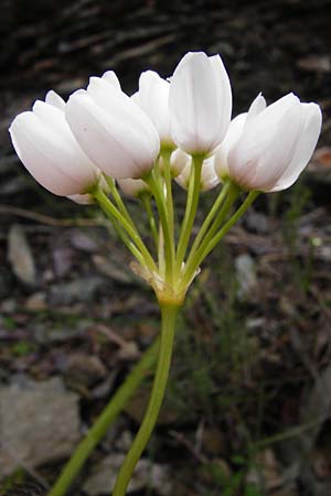 Allium longanum \ Longas Lauch / Longa's Garlic, Kreta/Crete Vai 9.4.2015