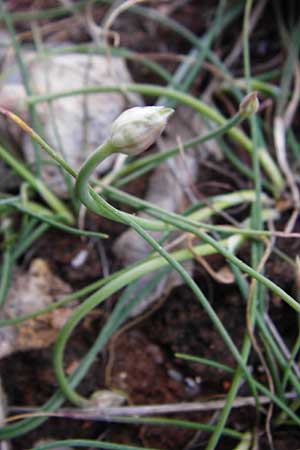 Allium rubrovittatum \ Rotgestreifter Lauch / Red-Striped Garlic, Kreta/Crete Moni Kapsa 10.4.2015