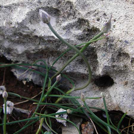 Allium rubrovittatum \ Rotgestreifter Lauch / Red-Striped Garlic, Kreta/Crete Moni Kapsa 10.4.2015