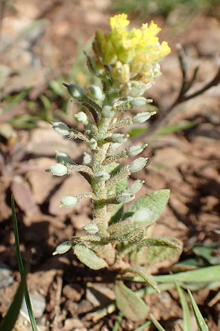 Alyssum siculum \ Sizilianisches Steinkraut / Sicilian Alison, Kreta/Crete Arhanes, Jouhtas 30.3.2015